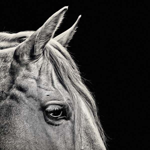 Photograph Jens Edgar Haugen Equus Et Natura Iv on One Eyeland